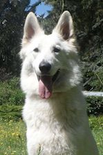 Our lady of wolves P'tits Loups d'Amour