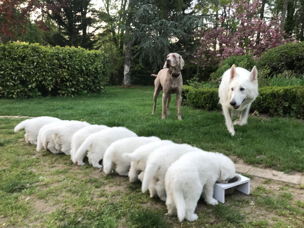 D'itapoa - Maintenant nous mangeons aussi des croquettes....