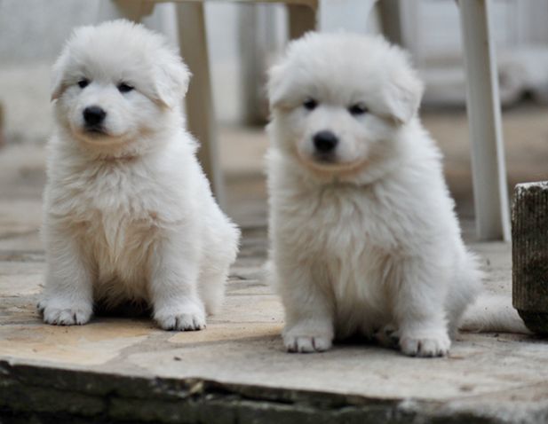 chiots 2019 1 mois et une semaine