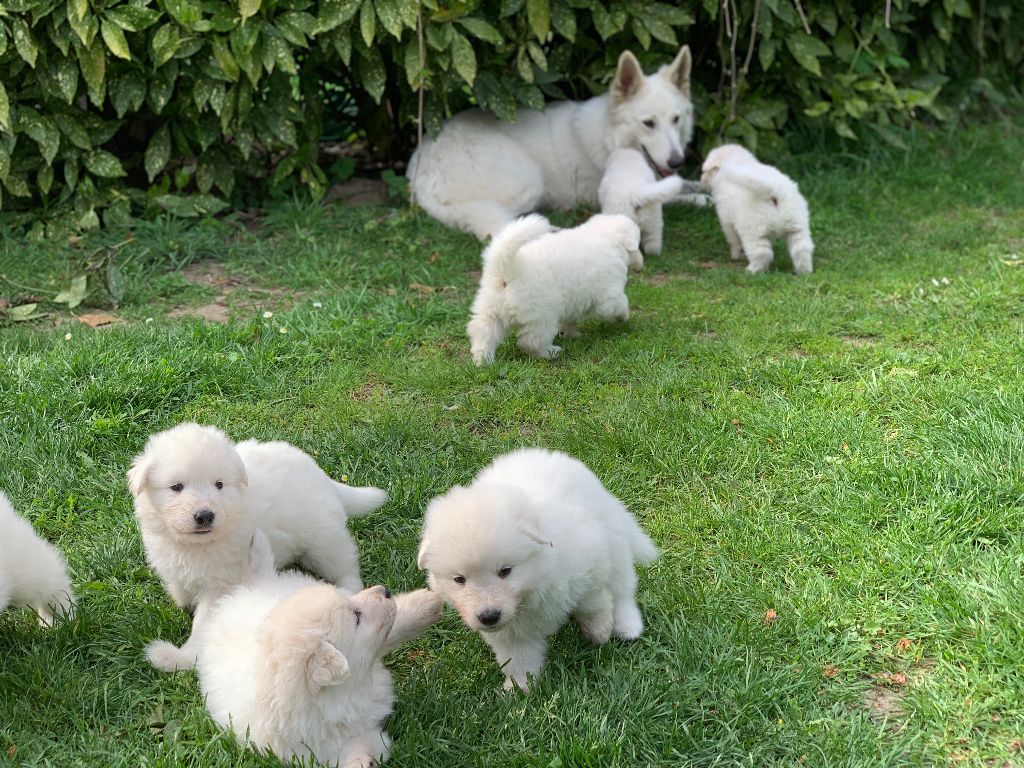 chiots 2019