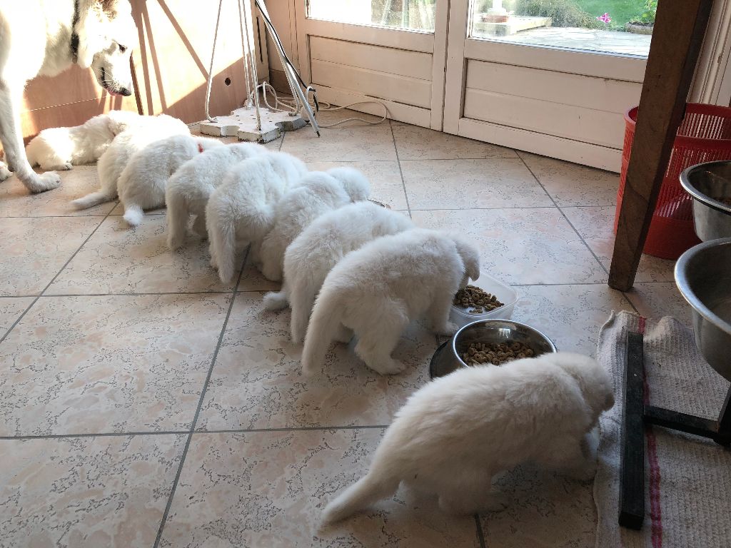 les premiers repas des chiots