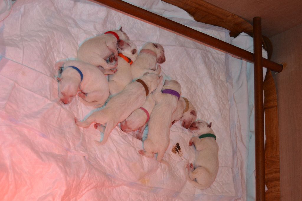 D'itapoa - Berger Blanc Suisse - Portée née le 25/03/2018